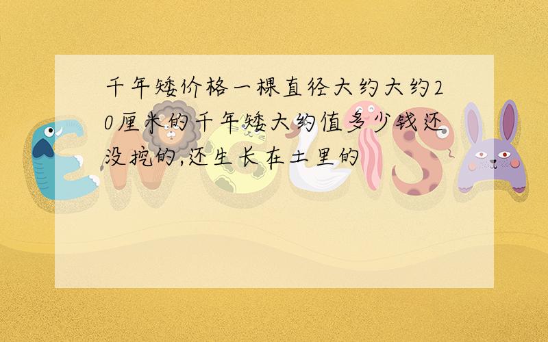 千年矮价格一棵直径大约大约20厘米的千年矮大约值多少钱还没挖的,还生长在土里的