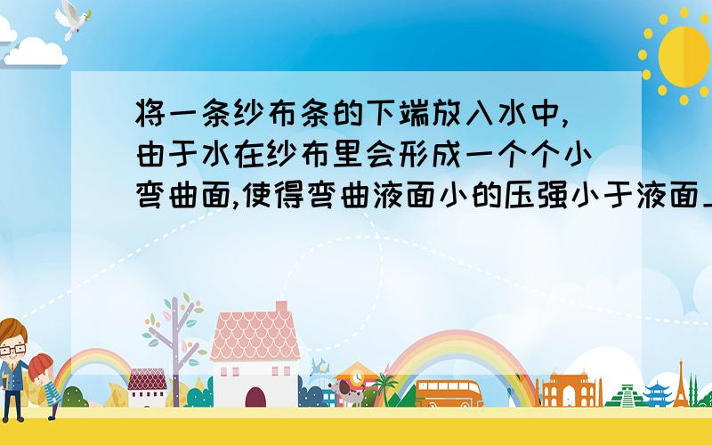 将一条纱布条的下端放入水中,由于水在纱布里会形成一个个小弯曲面,使得弯曲液面小的压强小于液面上的大气压强,由此产生一个附