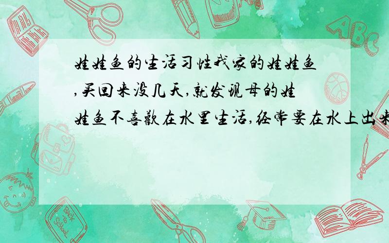 娃娃鱼的生活习性我家的娃娃鱼,买回来没几天,就发现母的娃娃鱼不喜欢在水里生活,经常要在水上出来呼吸,不知道什么原因,还有