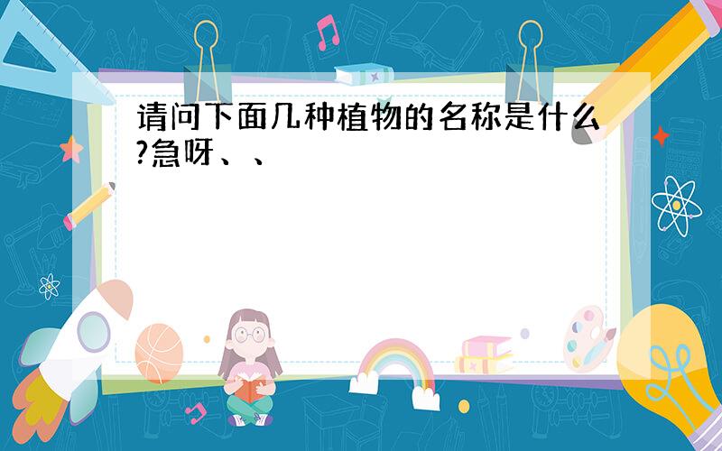 请问下面几种植物的名称是什么?急呀、、