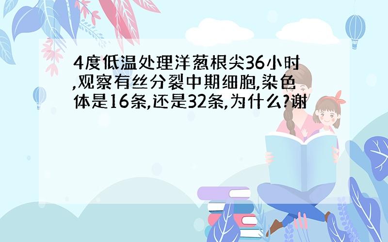 4度低温处理洋葱根尖36小时,观察有丝分裂中期细胞,染色体是16条,还是32条,为什么?谢