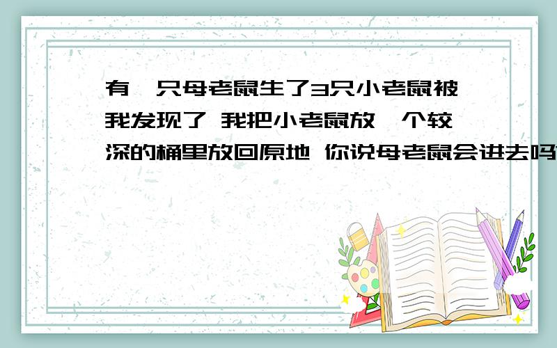 有一只母老鼠生了3只小老鼠被我发现了 我把小老鼠放一个较深的桶里放回原地 你说母老鼠会进去吗?