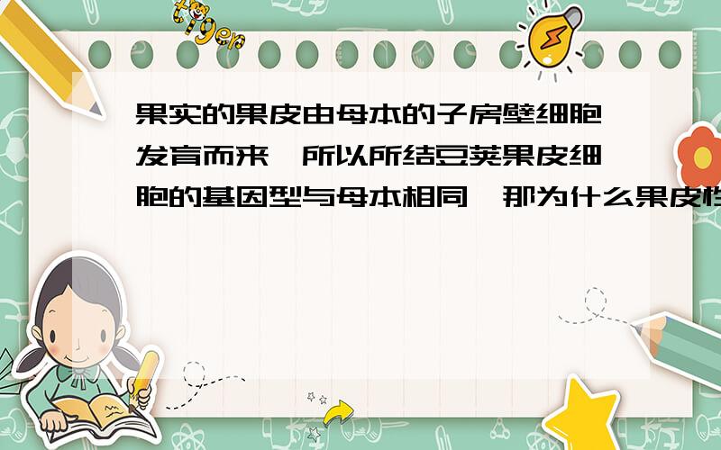 果实的果皮由母本的子房壁细胞发育而来,所以所结豆荚果皮细胞的基因型与母本相同,那为什么果皮性状的遗传属于细胞核遗传?