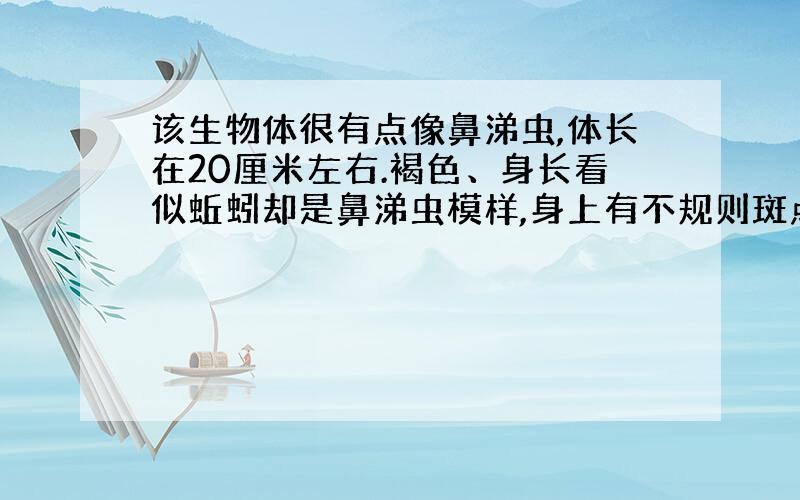 该生物体很有点像鼻涕虫,体长在20厘米左右.褐色、身长看似蚯蚓却是鼻涕虫模样,身上有不规则斑点,头部扇形.