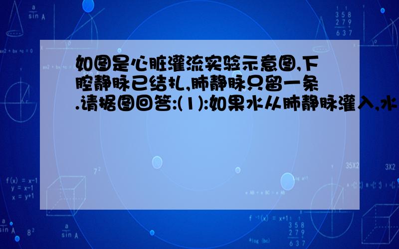 如图是心脏灌流实验示意图,下腔静脉已结扎,肺静脉只留一条.请据图回答:(1):如果水从肺静脉灌入,水一定从