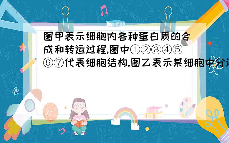 图甲表示细胞内各种蛋白质的合成和转运过程,图中①②③④⑤⑥⑦代表细胞结构.图乙表示某细胞中分泌蛋白合成和分泌前三种生物膜