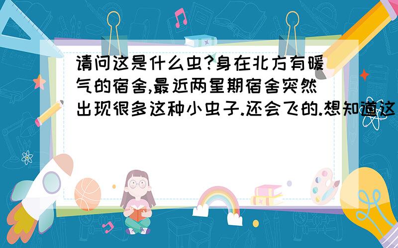 请问这是什么虫?身在北方有暖气的宿舍,最近两星期宿舍突然出现很多这种小虫子.还会飞的.想知道这是什么虫,另外该如何消灭它