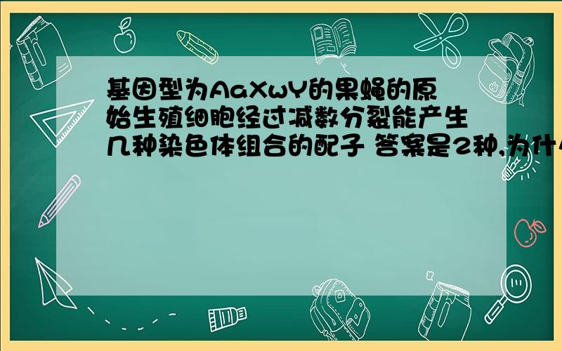 基因型为AaXwY的果蝇的原始生殖细胞经过减数分裂能产生几种染色体组合的配子 答案是2种,为什么