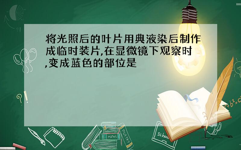 将光照后的叶片用典液染后制作成临时装片,在显微镜下观察时,变成蓝色的部位是