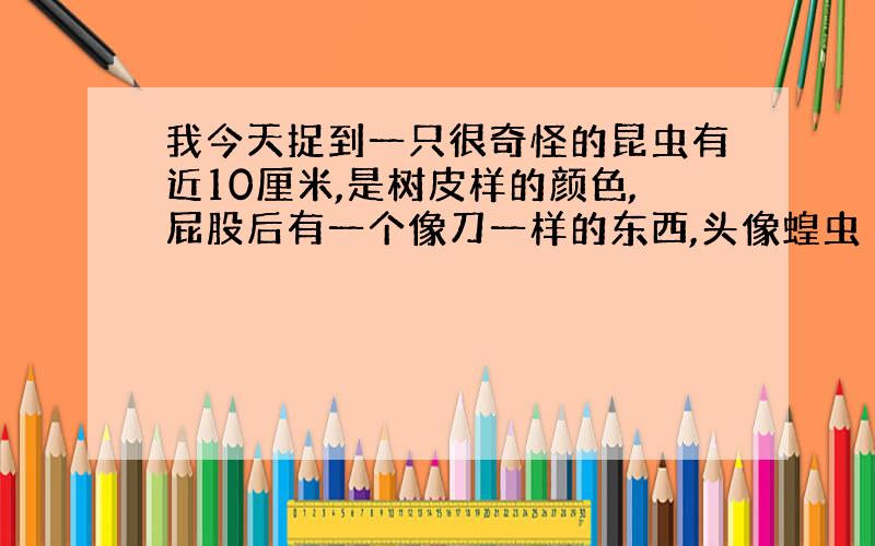 我今天捉到一只很奇怪的昆虫有近10厘米,是树皮样的颜色,屁股后有一个像刀一样的东西,头像蝗虫