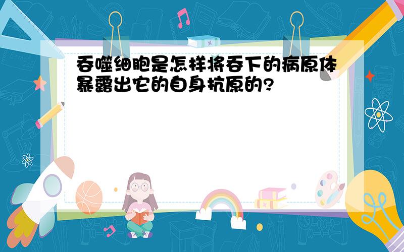 吞噬细胞是怎样将吞下的病原体暴露出它的自身抗原的?