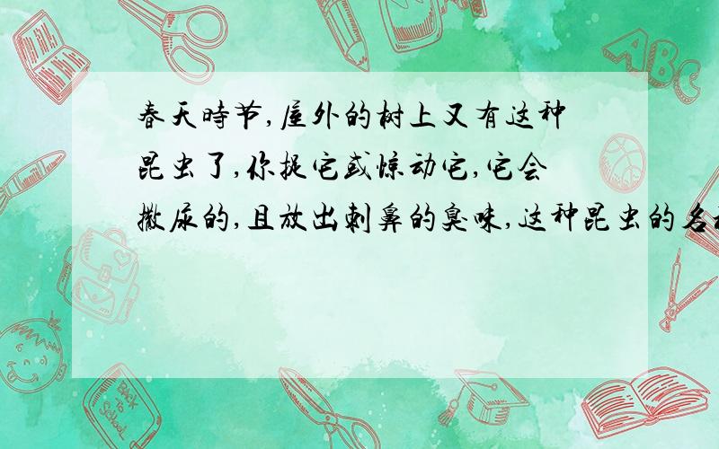 春天时节,屋外的树上又有这种昆虫了,你捉它或惊动它,它会撒尿的,且放出刺鼻的臭味,这种昆虫的名称叫什么?