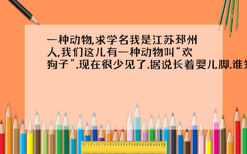 一种动物,求学名我是江苏邳州人,我们这儿有一种动物叫“欢狗子”.现在很少见了.据说长着婴儿脚.谁知道这种动物的学名?我的