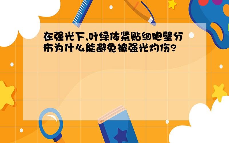 在强光下,叶绿体紧贴细胞壁分布为什么能避免被强光灼伤?