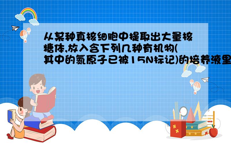 从某种真核细胞中提取出大量核糖体,放入含下列几种有机物(其中的氮原子已被15N标记)的培养液里,假设培养液里含有核糖体完