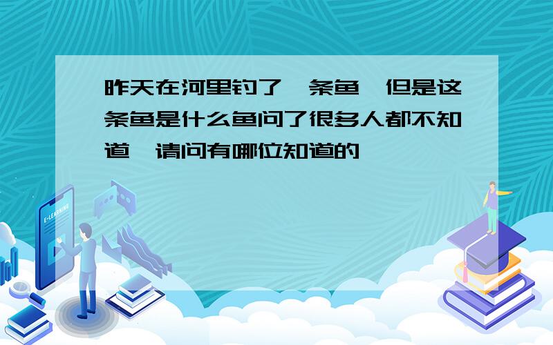 昨天在河里钓了一条鱼,但是这条鱼是什么鱼问了很多人都不知道,请问有哪位知道的,