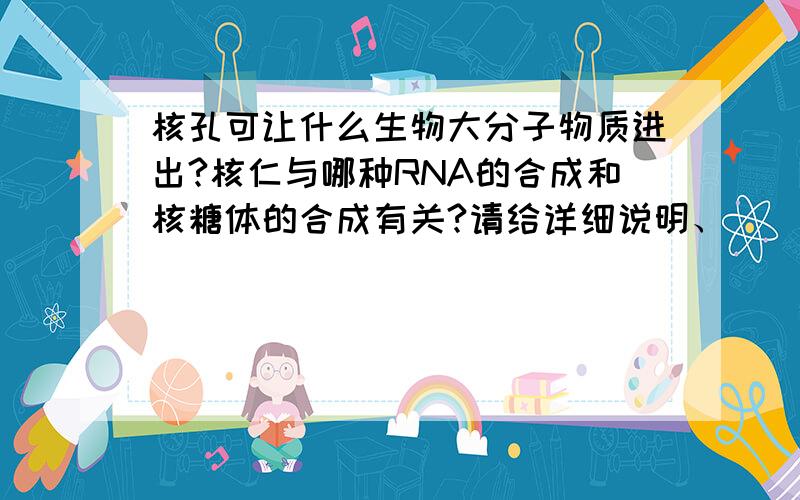 核孔可让什么生物大分子物质进出?核仁与哪种RNA的合成和核糖体的合成有关?请给详细说明、