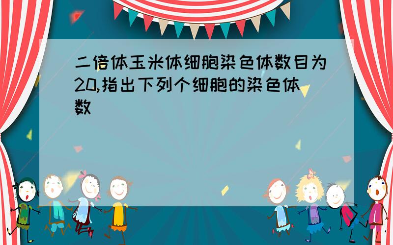 二倍体玉米体细胞染色体数目为20,指出下列个细胞的染色体数