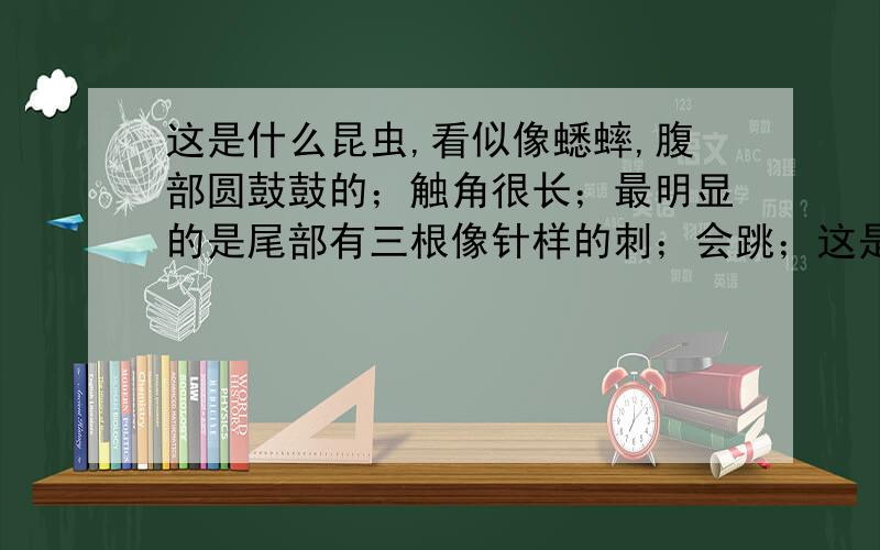 这是什么昆虫,看似像蟋蟀,腹部圆鼓鼓的；触角很长；最明显的是尾部有三根像针样的刺；会跳；这是什么昆虫?刚开始发现一只大的