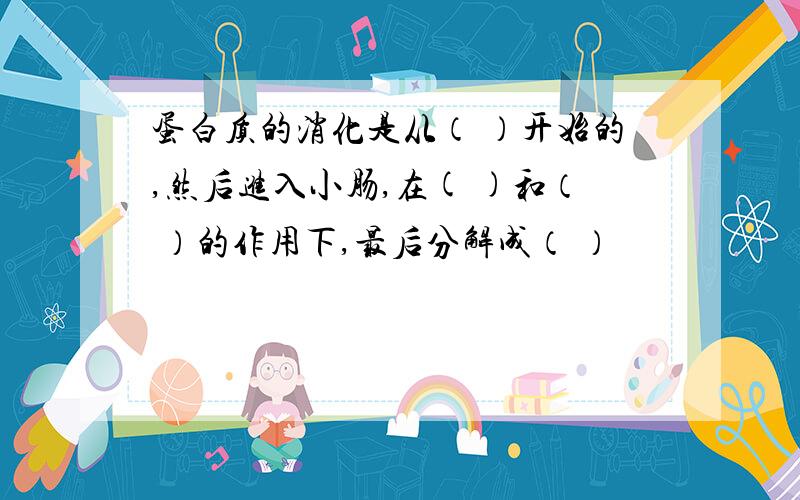 蛋白质的消化是从（ ）开始的,然后进入小肠,在( )和（ ）的作用下,最后分解成（ ）