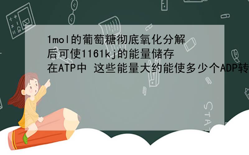 1mol的葡萄糖彻底氧化分解后可使1161kj的能量储存在ATP中 这些能量大约能使多少个ADP转化为ATP?