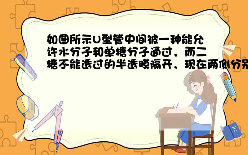 如图所示U型管中间被一种能允许水分子和单糖分子通过，而二糖不能透过的半透膜隔开，现在两侧分别加入0.1mol/L的蔗糖溶