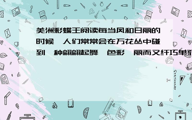 美洲彩蝶王阅读每当风和日丽的时候,人们常常会在万花丛中碰到一种翩翩起舞、色彩绚丽而又纤巧单弱的昆虫——蝴蝶.但是人们却很