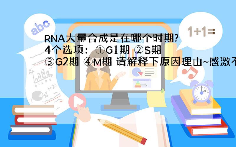 RNA大量合成是在哪个时期?4个选项：①G1期 ②S期 ③G2期 ④M期 请解释下原因理由~感激不禁!