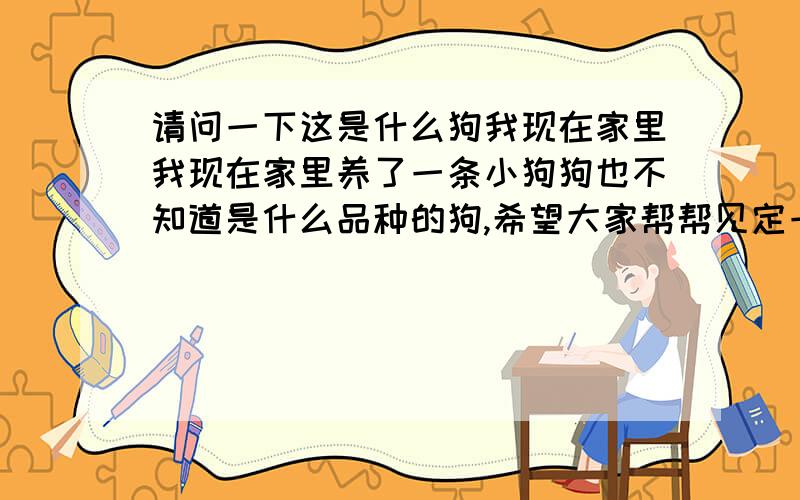 请问一下这是什么狗我现在家里我现在家里养了一条小狗狗也不知道是什么品种的狗,希望大家帮帮见定一下.它平时挺乖的,很小就很