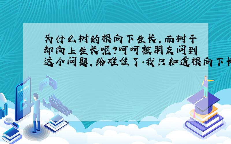 为什么树的根向下生长,而树干却向上生长呢?呵呵被朋友问到这个问题,给难住了.我只知道根向下长是因为地心引力和吸收营养.那