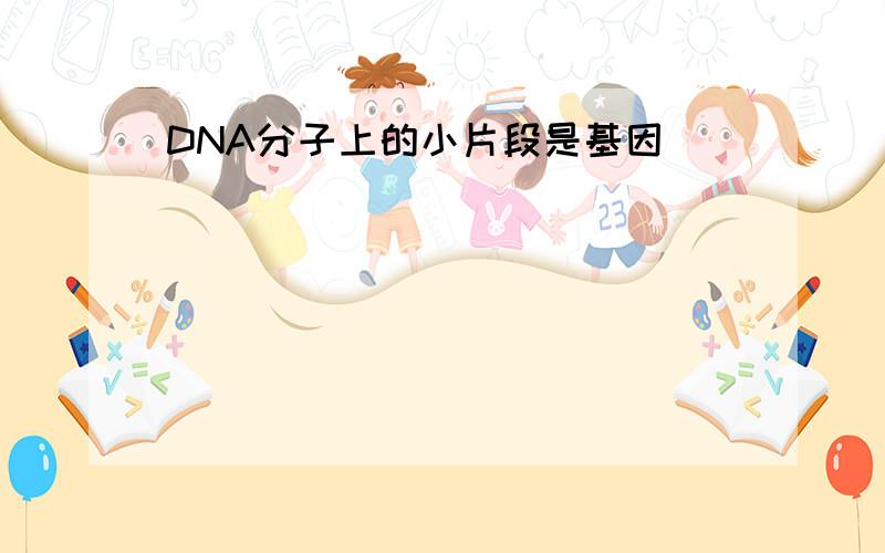 DNA分子上的小片段是基因