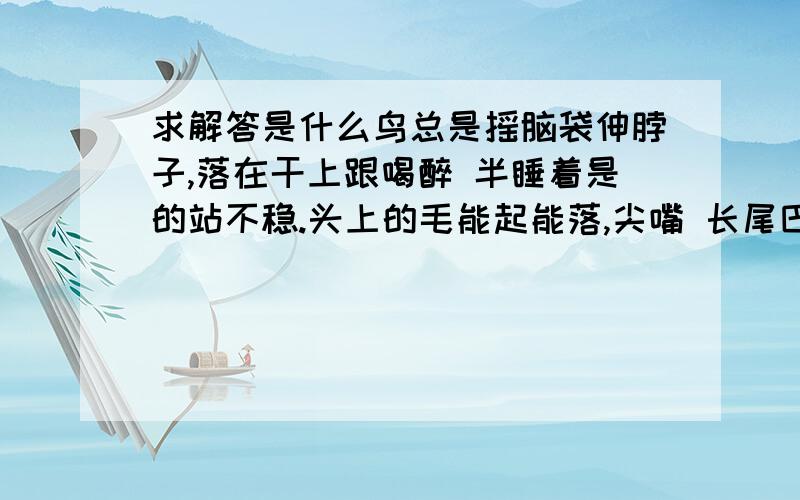 求解答是什么鸟总是摇脑袋伸脖子,落在干上跟喝醉 半睡着是的站不稳.头上的毛能起能落,尖嘴 长尾巴 麻身子带着点黄色的点点