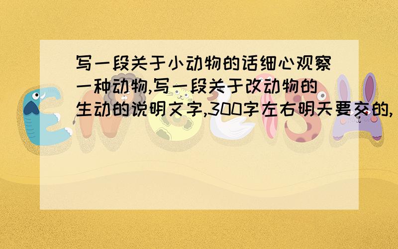 写一段关于小动物的话细心观察一种动物,写一段关于改动物的生动的说明文字,300字左右明天要交的,