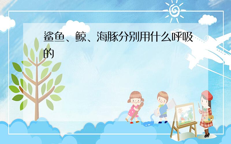 鲨鱼、鲸、海豚分别用什么呼吸的