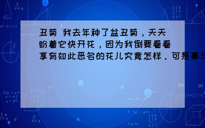 丑菊 我去年种了盆丑菊，天天盼着它快开花，因为我倒要看看享有如此恶名的花儿究竟怎样。可是事与愿违，它偏偏跟我过不去，懒洋