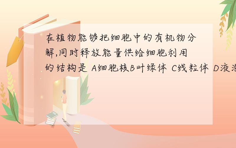 在植物能够把细胞中的有机物分解,同时释放能量供给细胞利用的结构是 A细胞核B叶绿体 C线粒体 D液泡