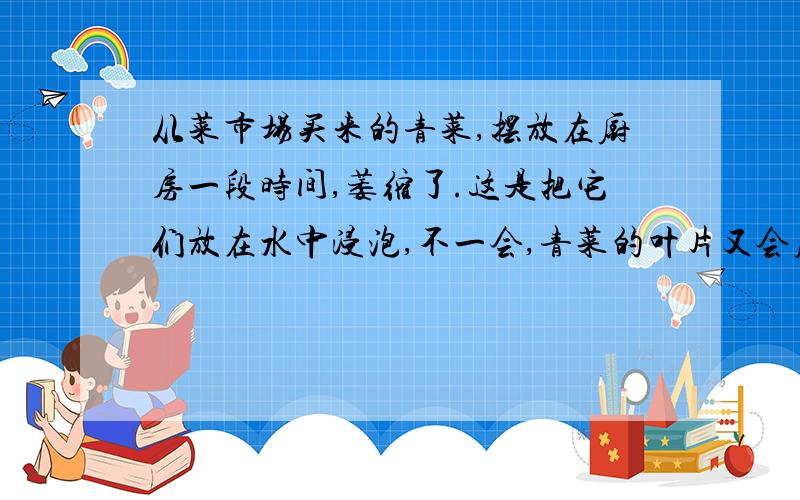 从菜市场买来的青菜,摆放在厨房一段时间,萎缩了.这是把它们放在水中浸泡,不一会,青菜的叶片又会展平青菜又变得硬挺起来,这