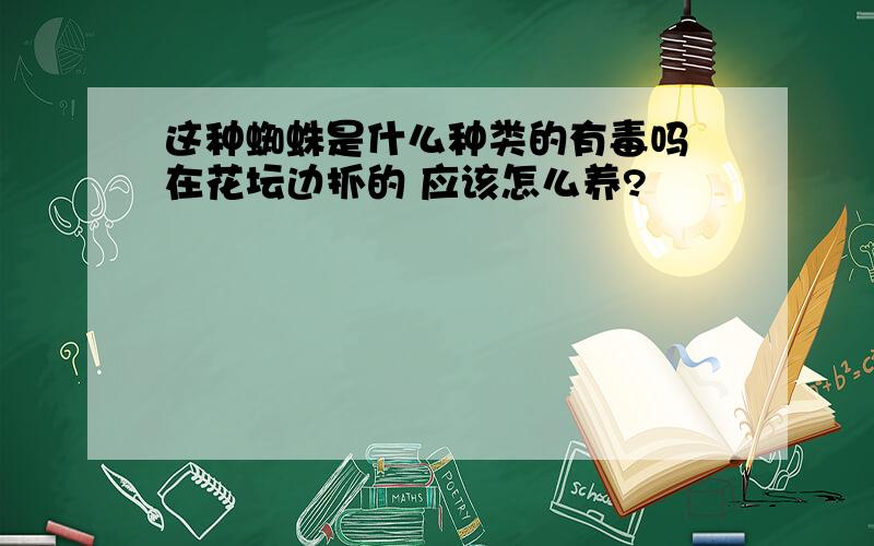 这种蜘蛛是什么种类的有毒吗 在花坛边抓的 应该怎么养?