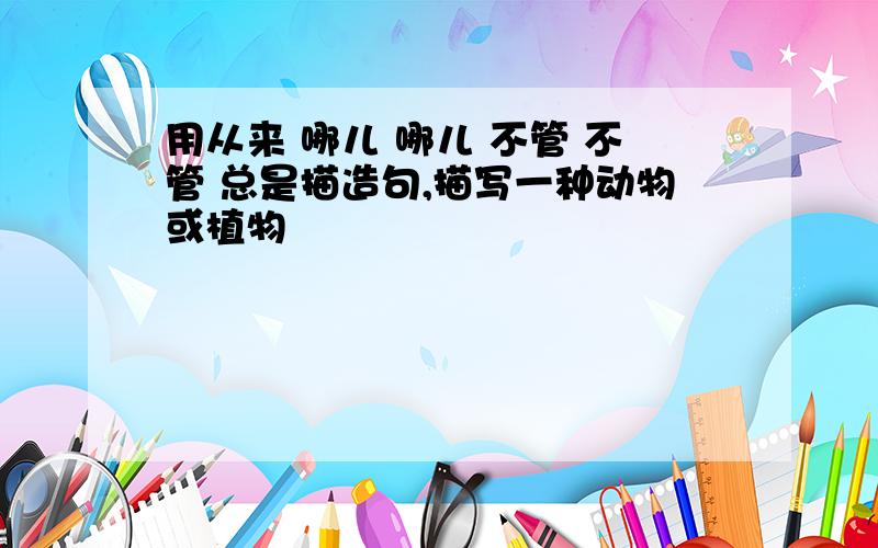 用从来 哪儿 哪儿 不管 不管 总是描造句,描写一种动物或植物