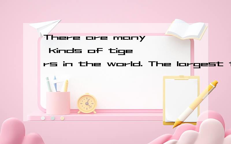 There are many kinds of tigers in the world. The largest tig