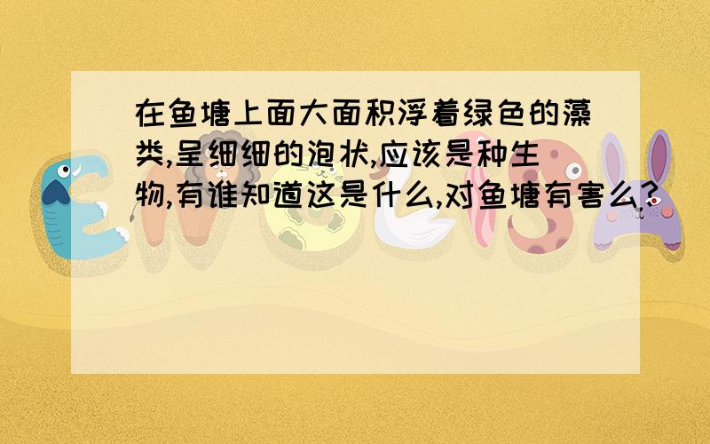 在鱼塘上面大面积浮着绿色的藻类,呈细细的泡状,应该是种生物,有谁知道这是什么,对鱼塘有害么?