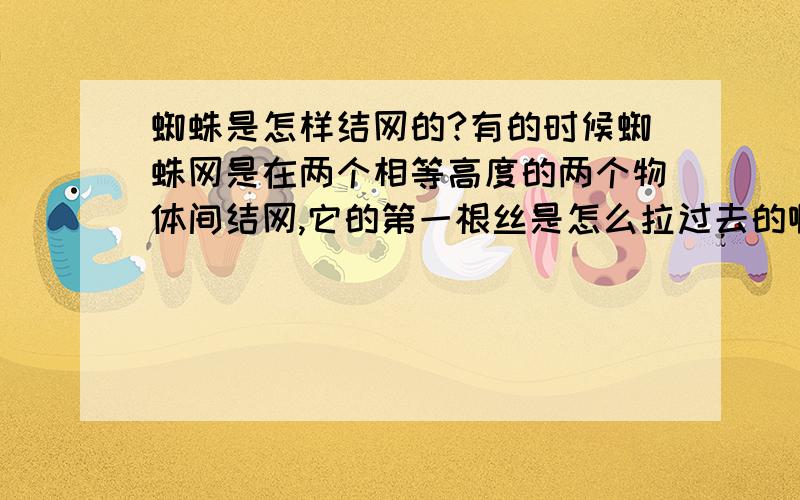 蜘蛛是怎样结网的?有的时候蜘蛛网是在两个相等高度的两个物体间结网,它的第一根丝是怎么拉过去的啊?