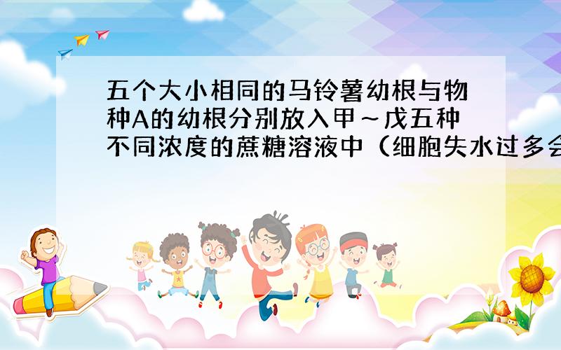 五个大小相同的马铃薯幼根与物种A的幼根分别放入甲～戊五种不同浓度的蔗糖溶液中（细胞失水过多会导致死亡），数小时后，取出称