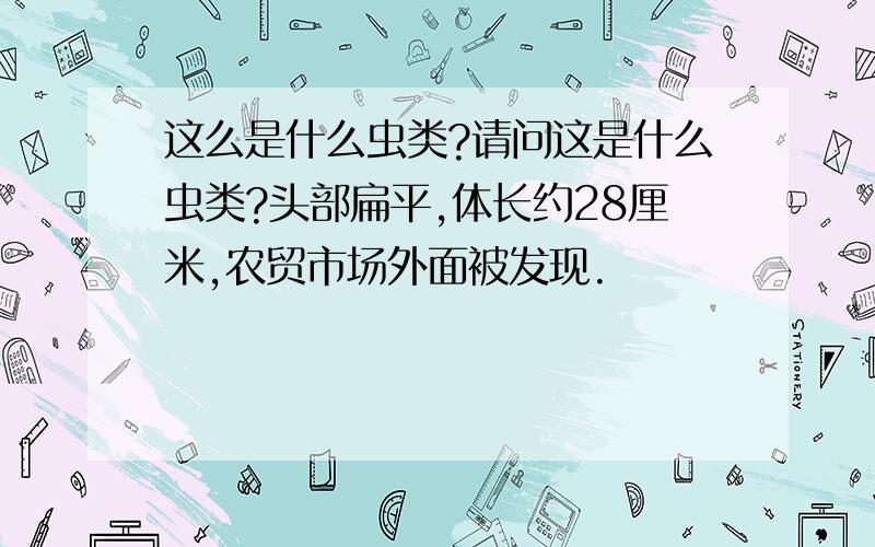 这么是什么虫类?请问这是什么虫类?头部扁平,体长约28厘米,农贸市场外面被发现.