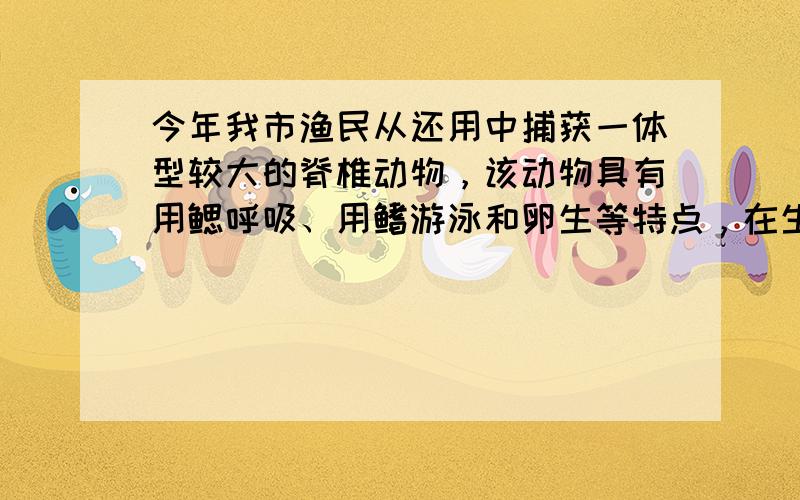 今年我市渔民从还用中捕获一体型较大的脊椎动物，该动物具有用鳃呼吸、用鳍游泳和卵生等特点，在生物分类上它属于（　　） A．