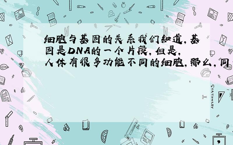 细胞与基因的关系我们知道,基因是DNA的一个片段,但是,人体有很多功能不同的细胞,那么,同一个人是否每个细胞的基因都相同