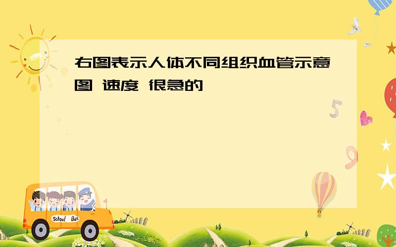 右图表示人体不同组织血管示意图 速度 很急的