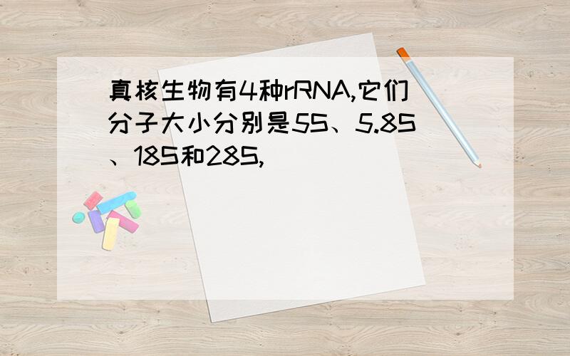 真核生物有4种rRNA,它们分子大小分别是5S、5.8S、18S和28S,