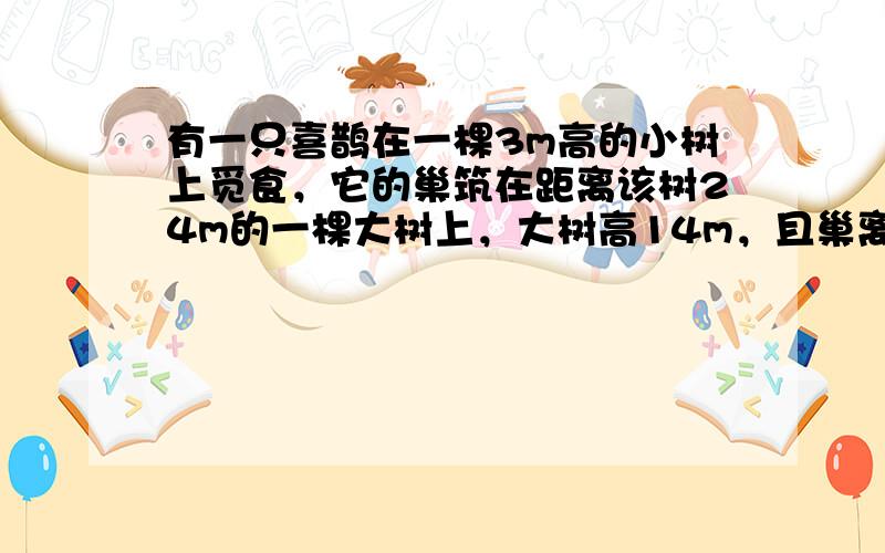 有一只喜鹊在一棵3m高的小树上觅食，它的巢筑在距离该树24m的一棵大树上，大树高14m，且巢离树顶部1m．当它听到巢中幼