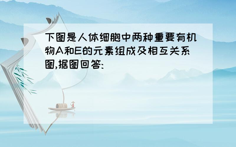 下图是人体细胞中两种重要有机物A和E的元素组成及相互关系图,据图回答: